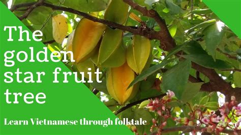  The Golden Starfruit Tree – A Vietnamese Folk Tale Illustrating the Power of Perseverance and Kindness